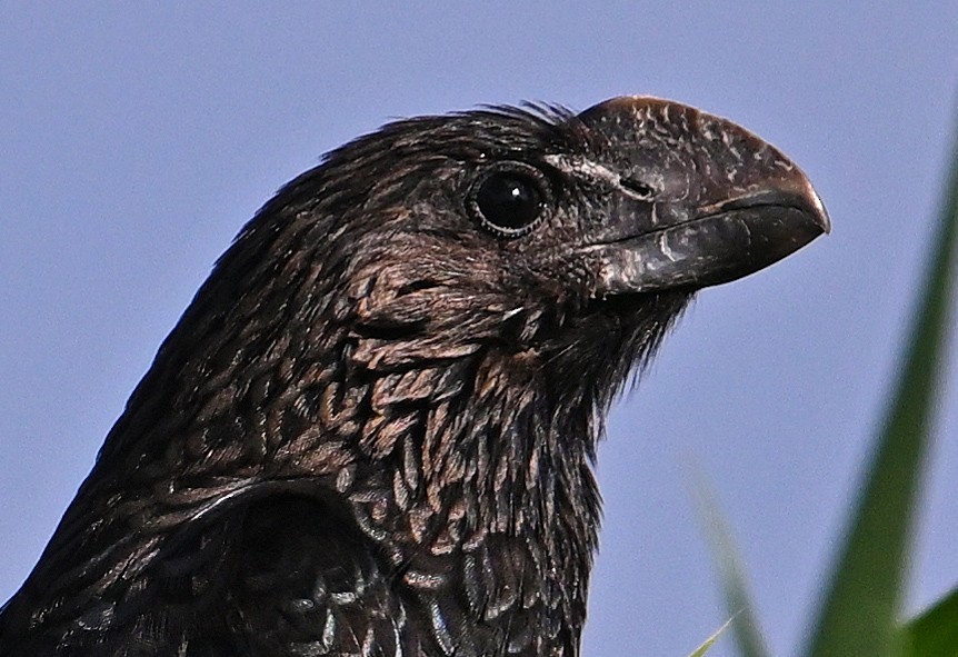 Smooth-billed Ani - ML644600195