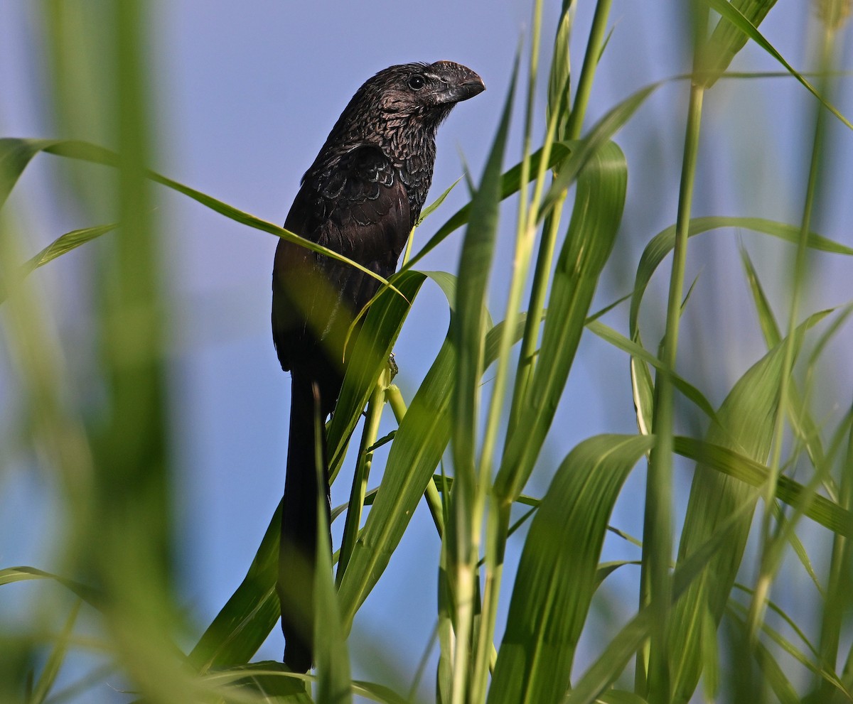 Smooth-billed Ani - ML644600196