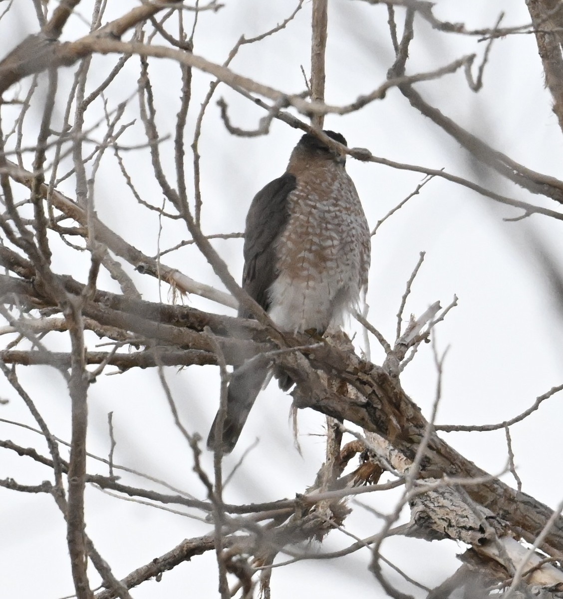 Cooper's Hawk - ML644600202