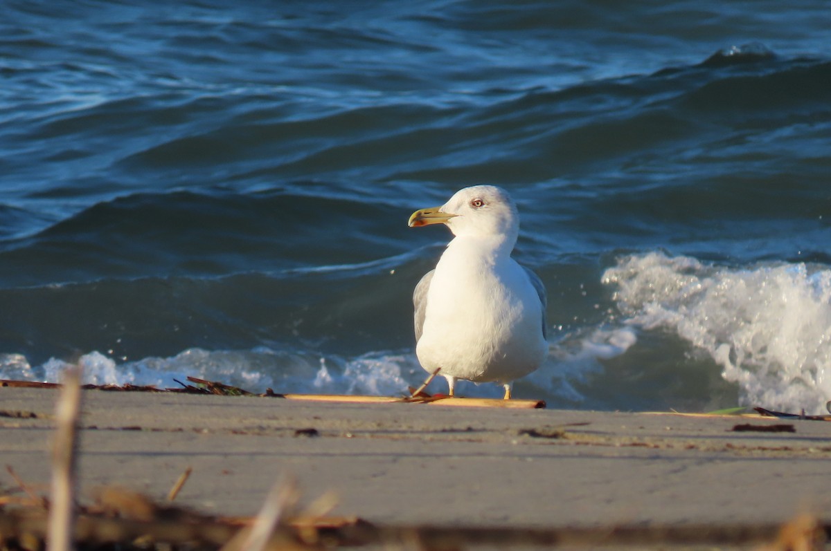 Yellow-legged Gull - ML644600209