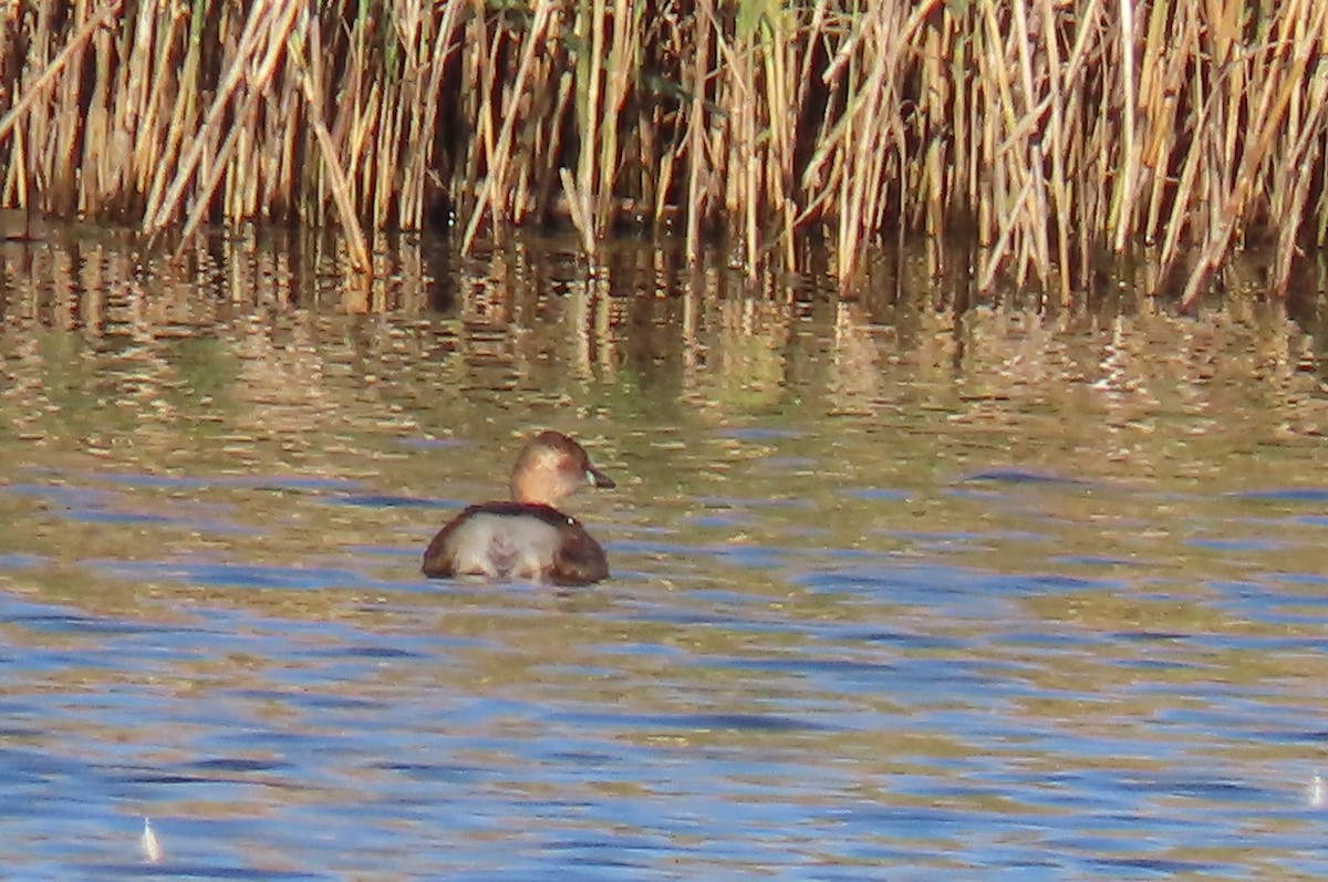 Little Grebe - ML644600216
