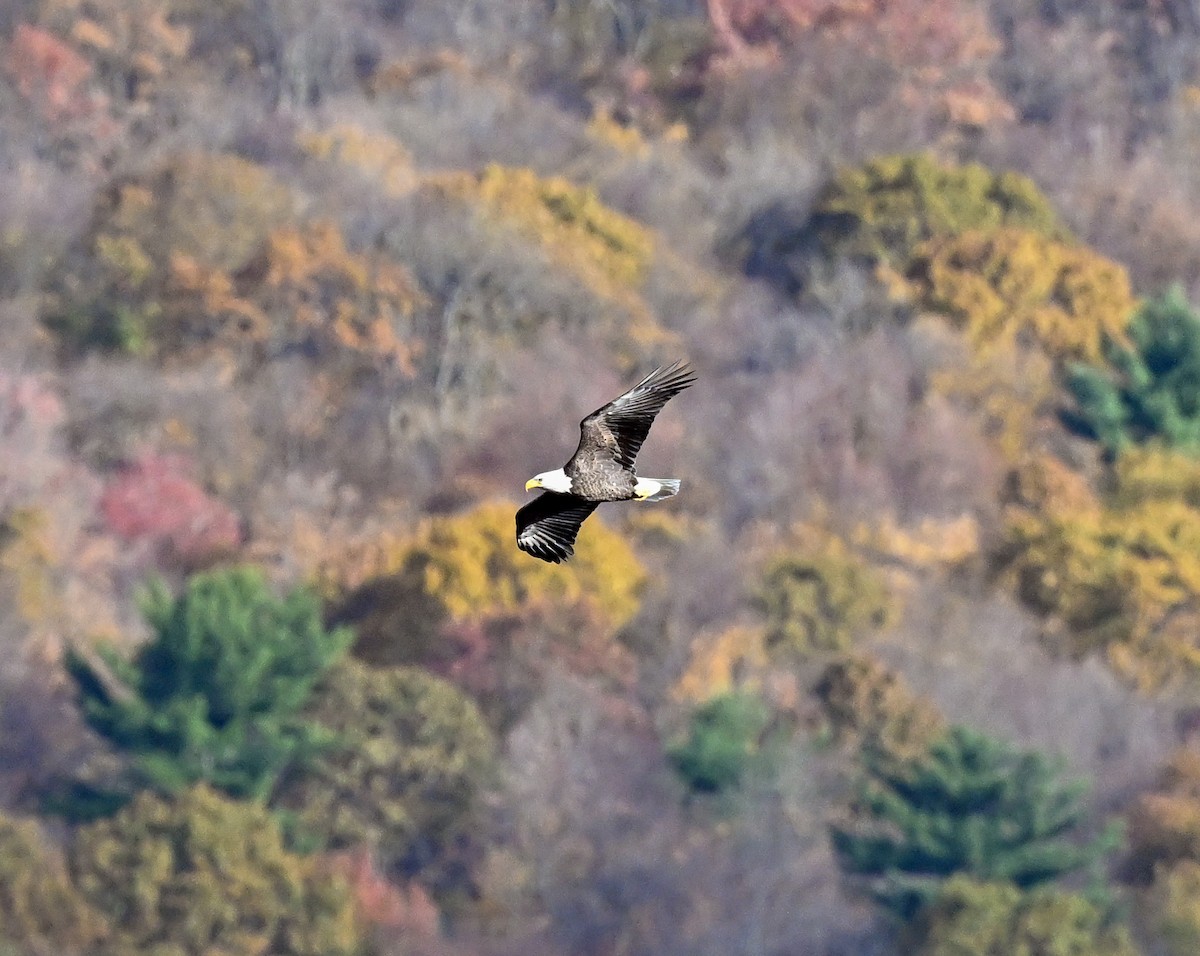 Bald Eagle - ML644600219