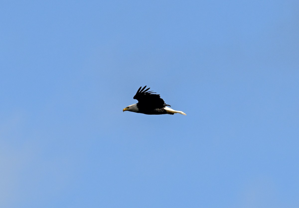 Bald Eagle - ML644600220