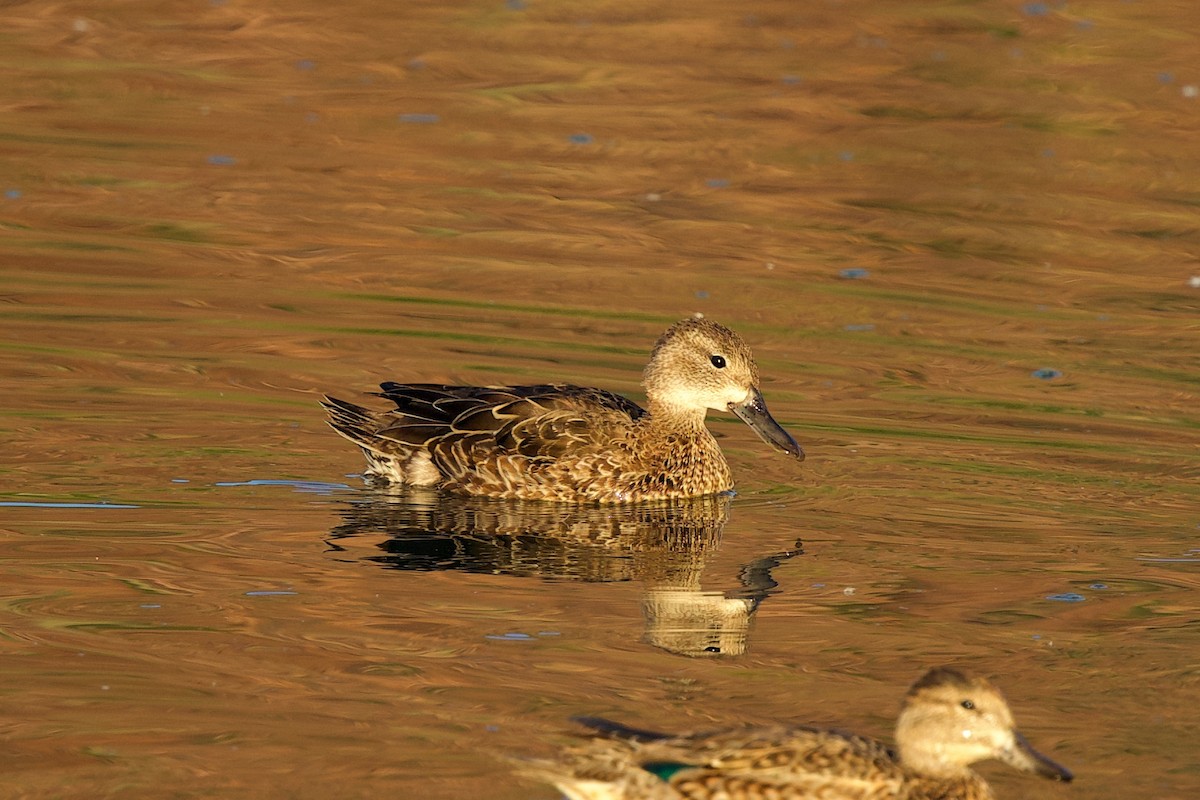 Blue-winged Teal - ML644600221