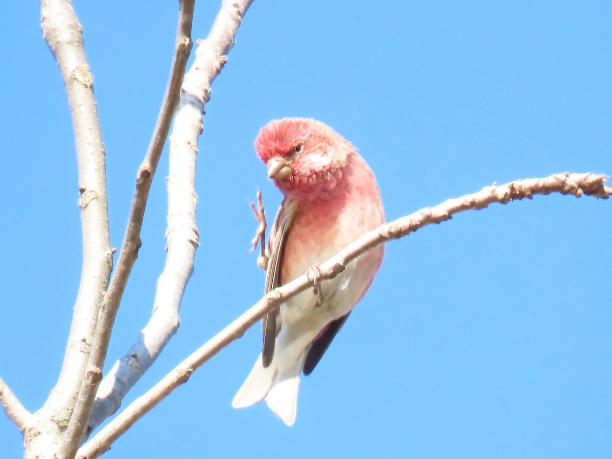 hýl nachový - ML644600222