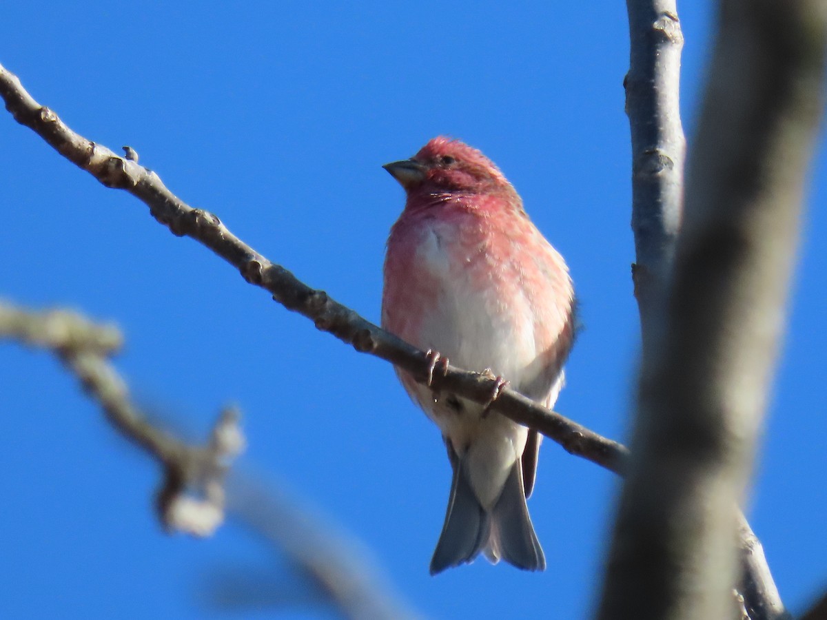 hýl nachový - ML644600223