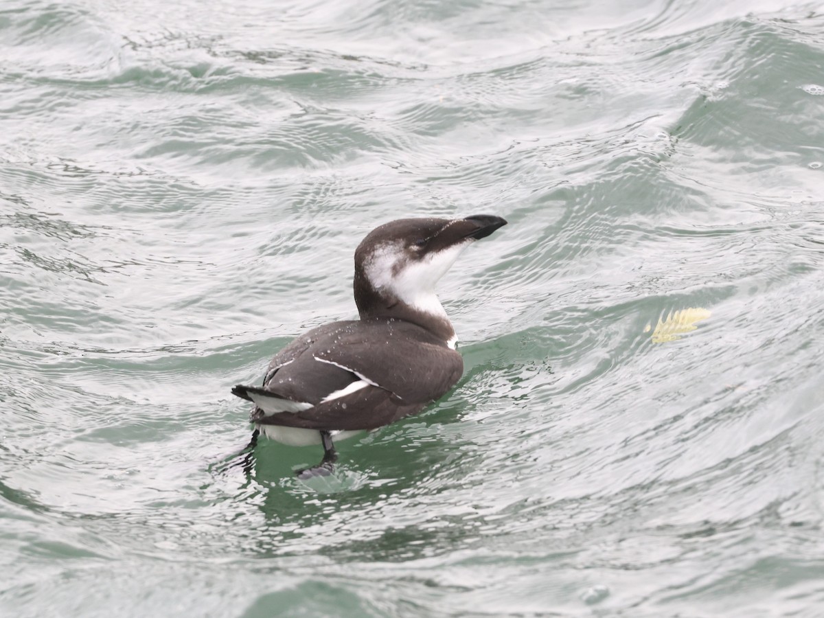Razorbill - ML644600226