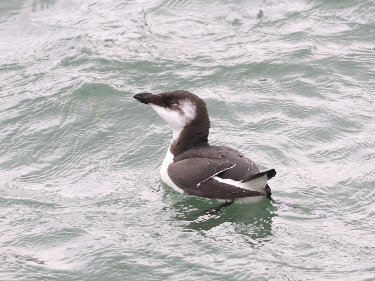 Razorbill - ML644600227