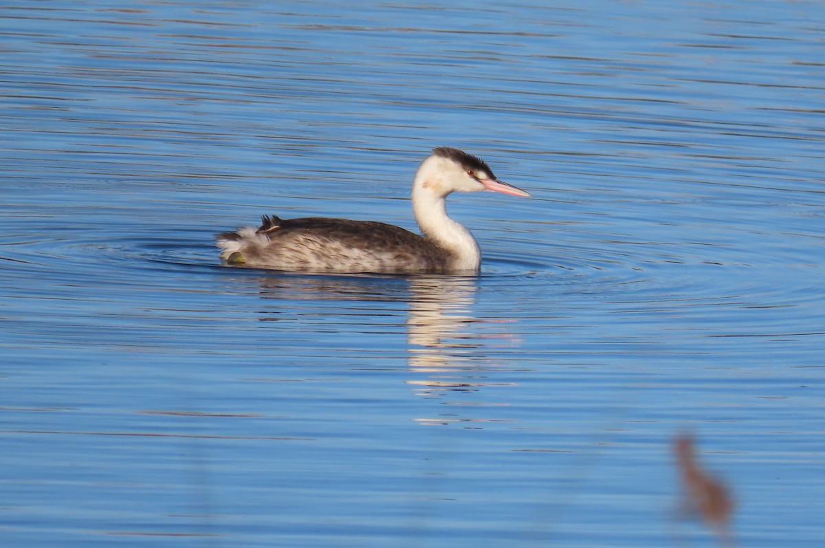 Great Crested Grebe - ML644600229