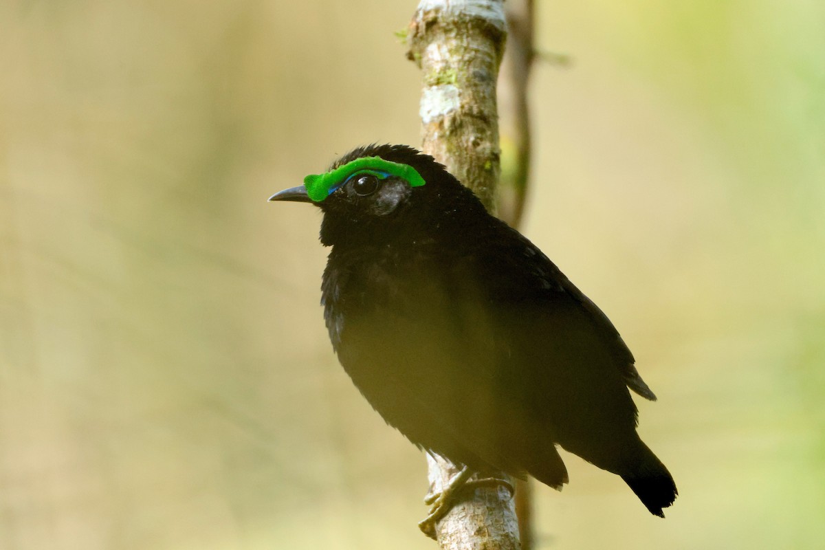 Seidenjala - ML644600238