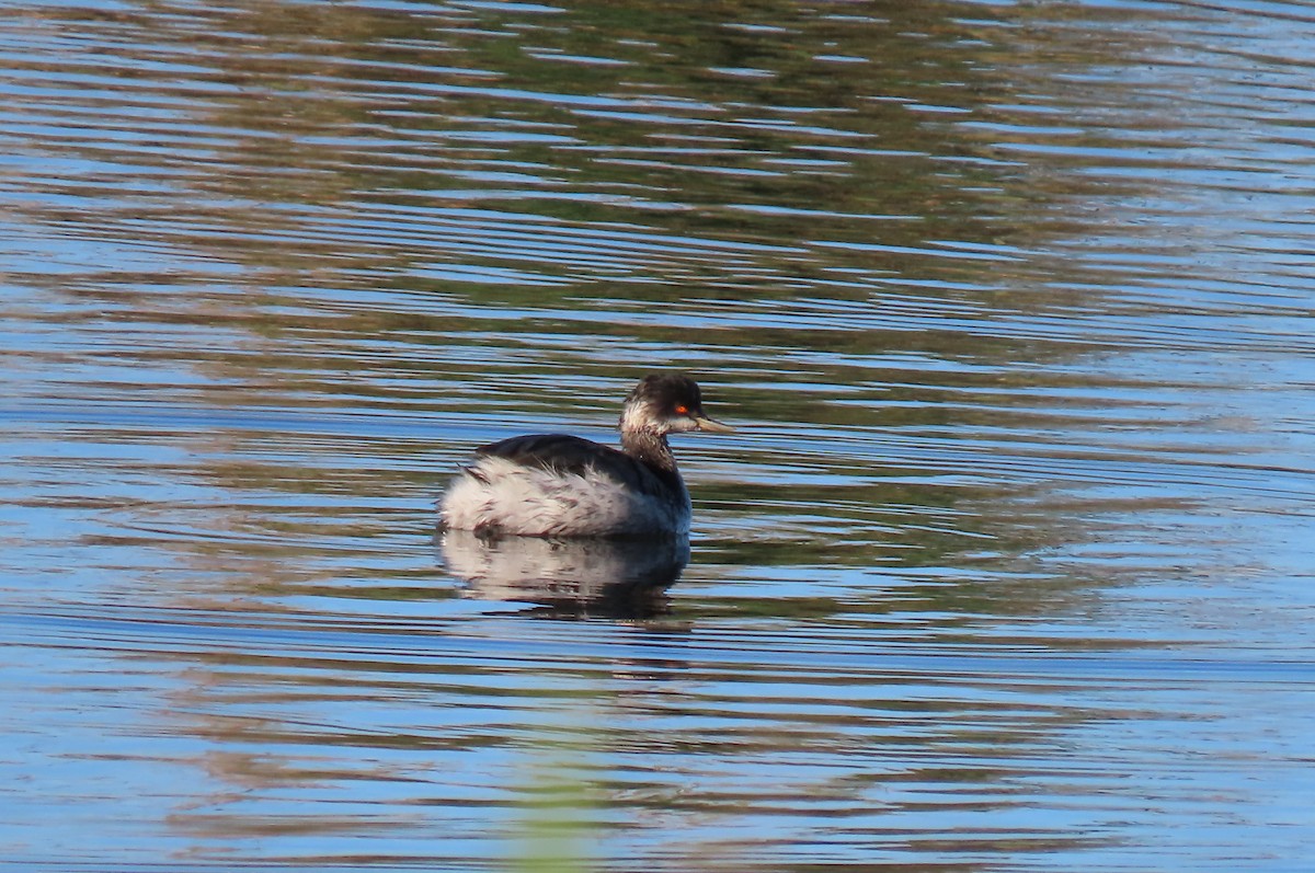 potápka černokrká - ML644600239