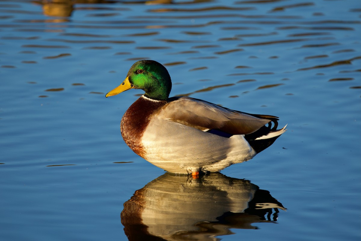 Mallard - ML644600252