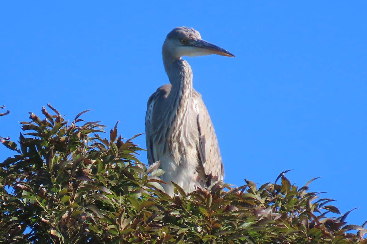 Gray Heron - ML644600253