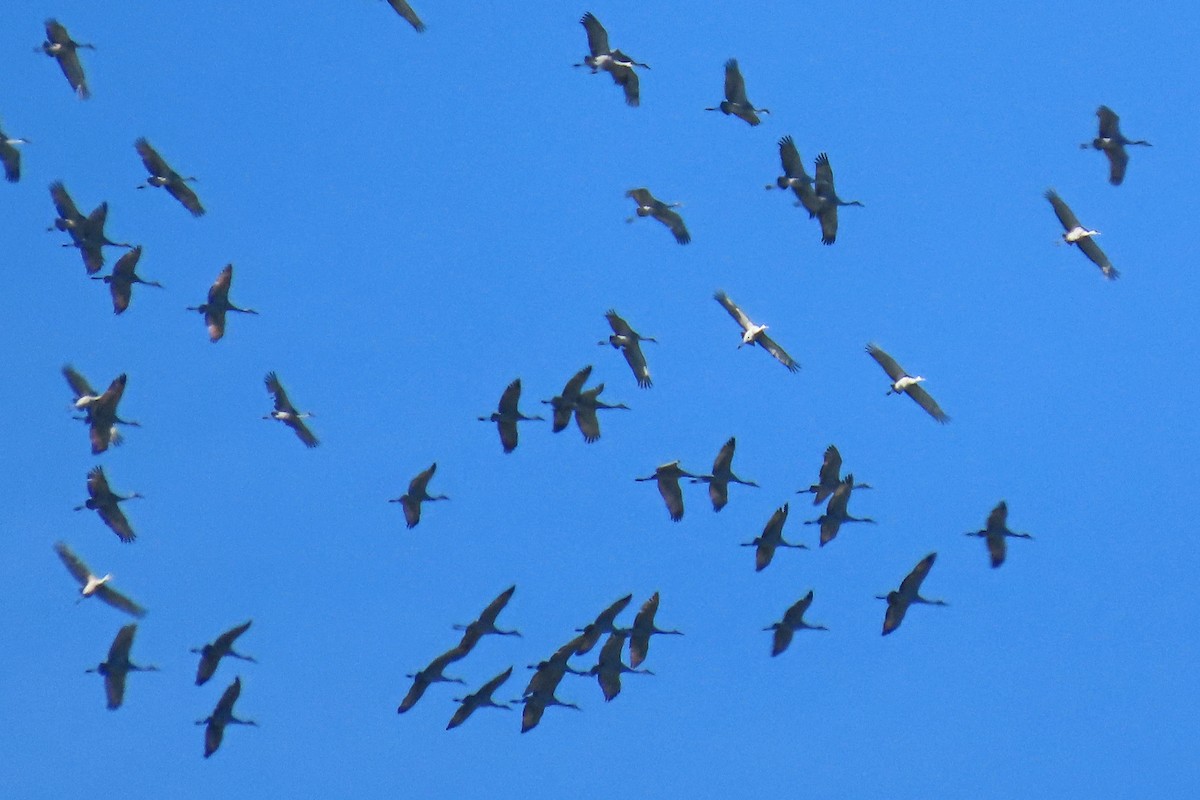 kanadatrane - ML644600260