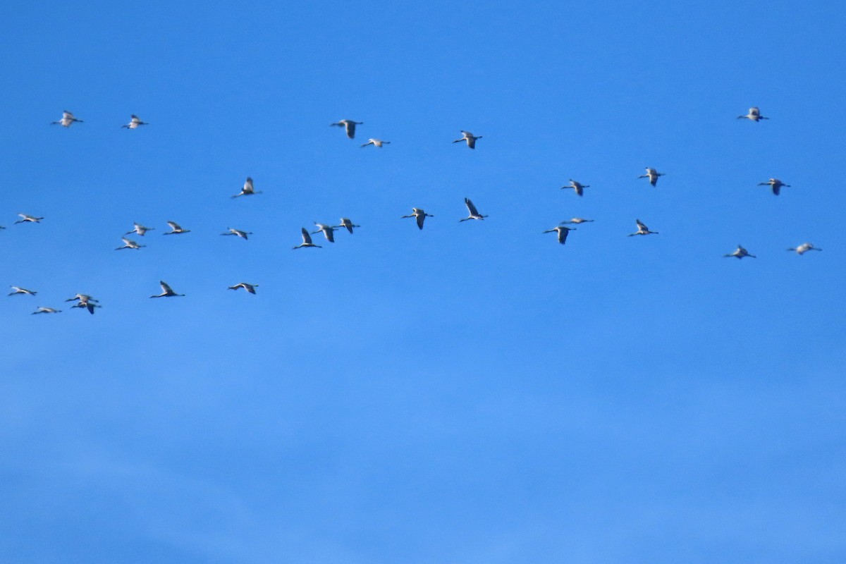 kanadatrane - ML644600261