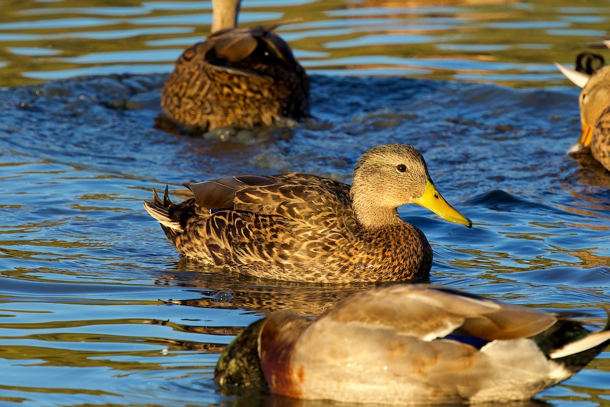 Mallard x Mexican Duck (hybrid) - ML644600263