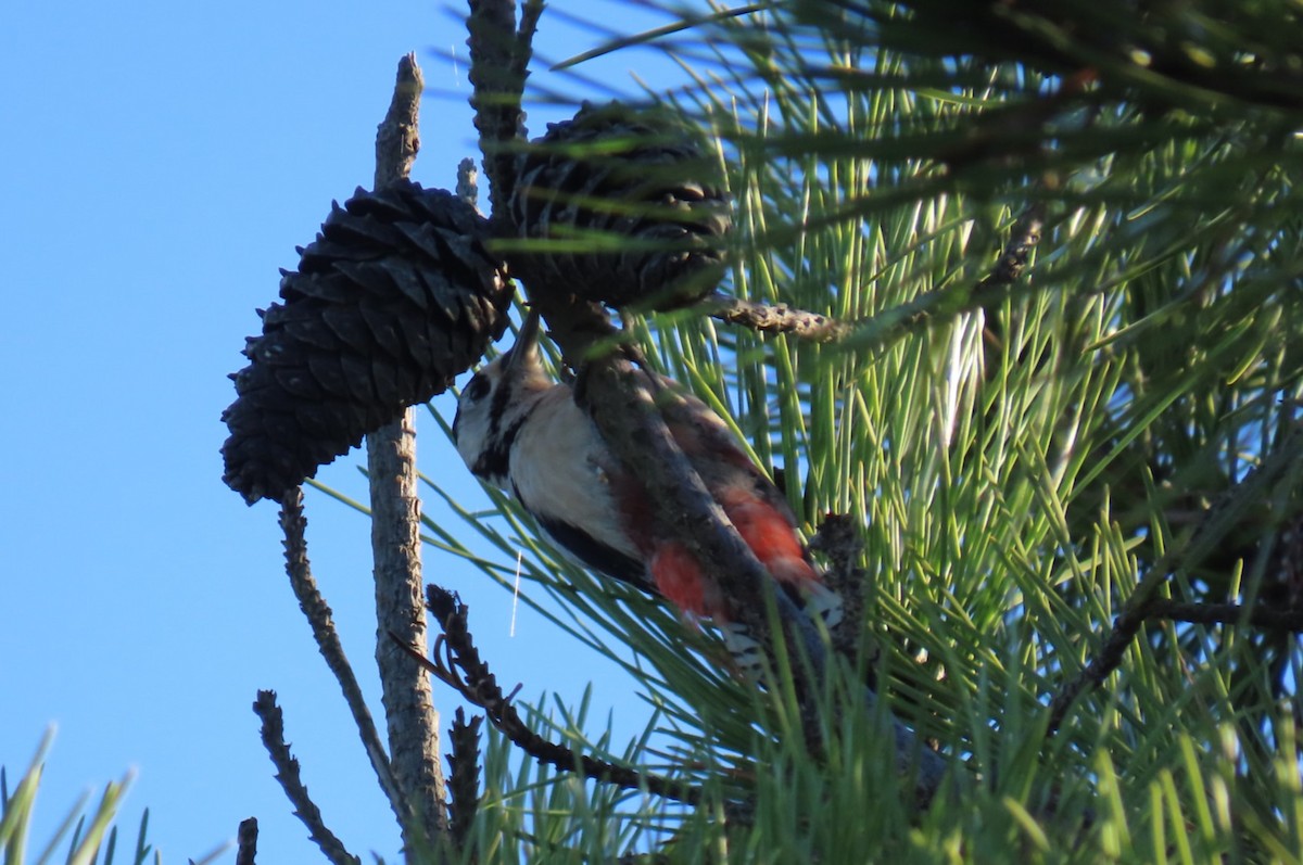 Great Spotted Woodpecker - ML644600267