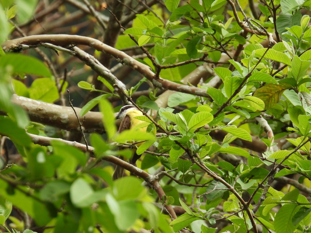 storkiskadi - ML644600272