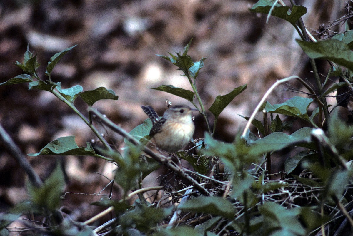 Тростниковый крапивник - ML644600275