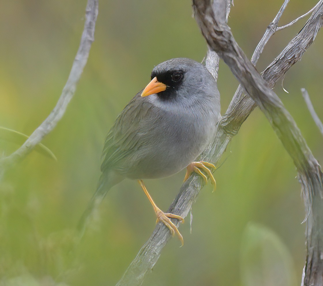 Gray-winged Inca-Finch - ML644600277