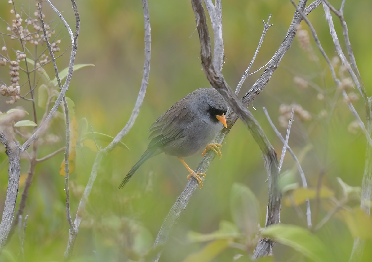 Gray-winged Inca-Finch - ML644600278