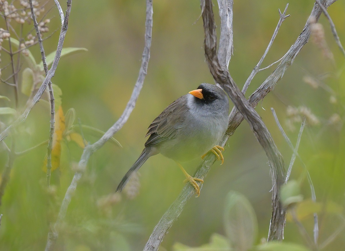 Gray-winged Inca-Finch - ML644600279
