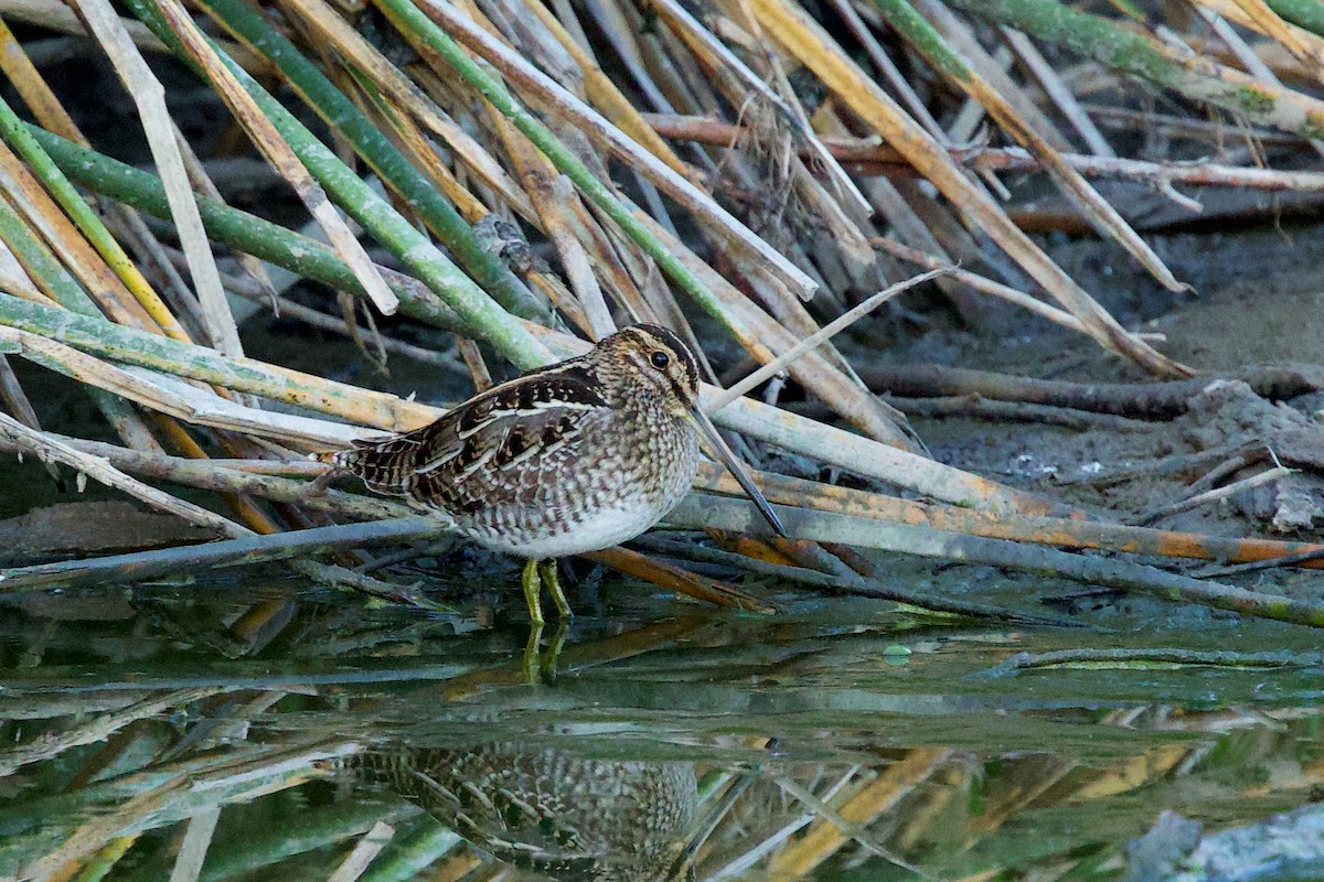 Wilson's Snipe - ML644600282