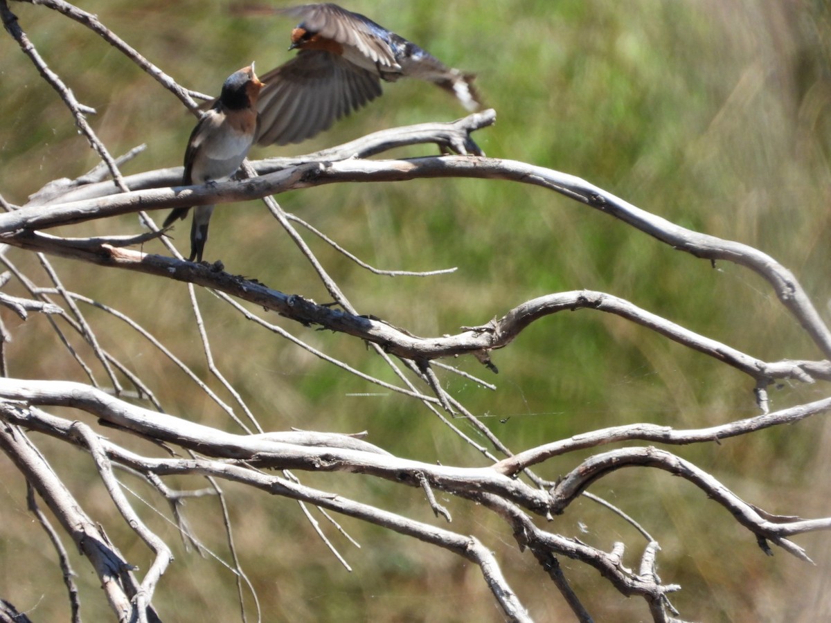 vlaštovka šedobřichá - ML644600283