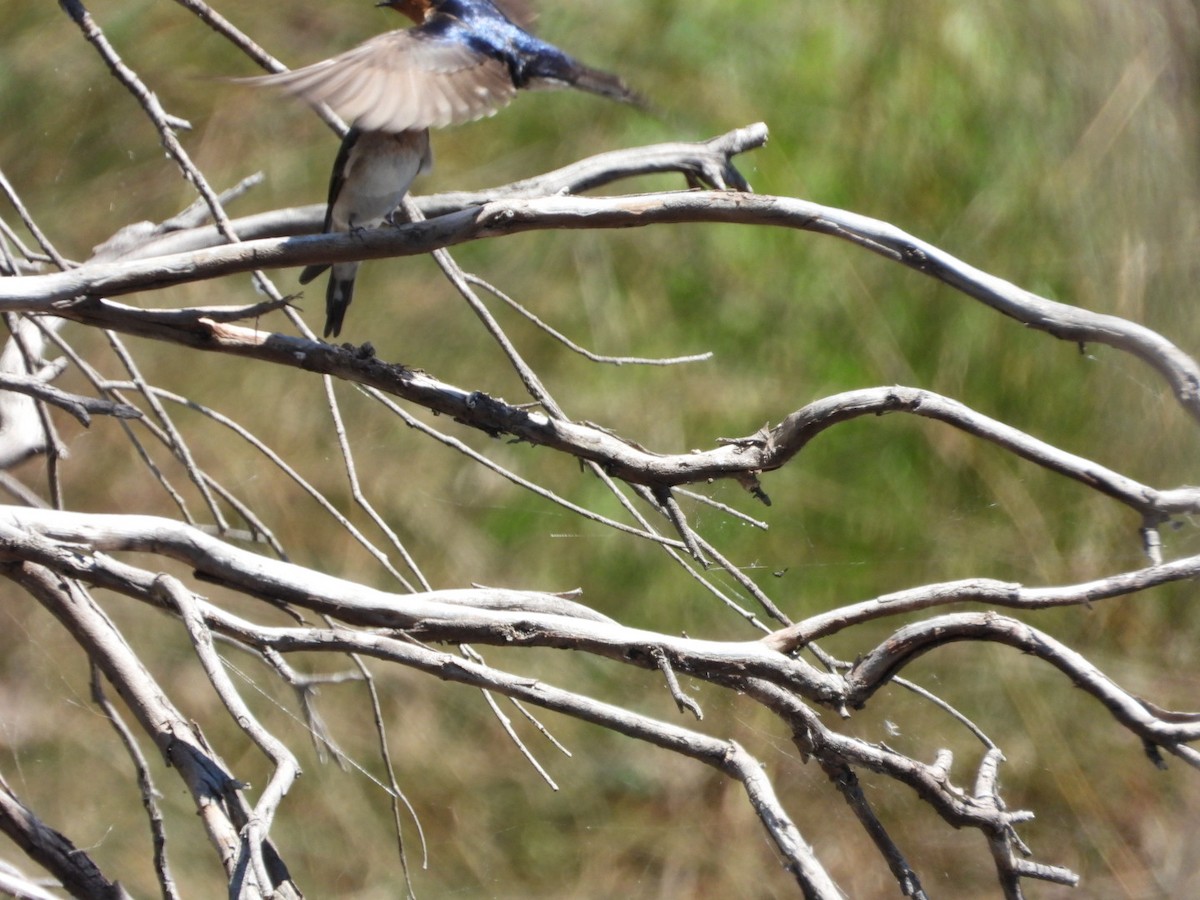 vlaštovka šedobřichá - ML644600284