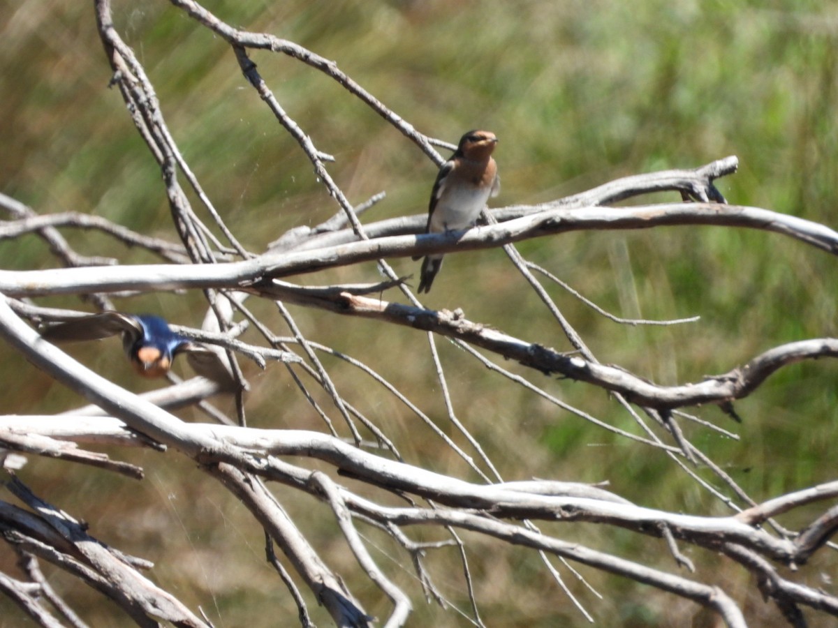 vlaštovka šedobřichá - ML644600285