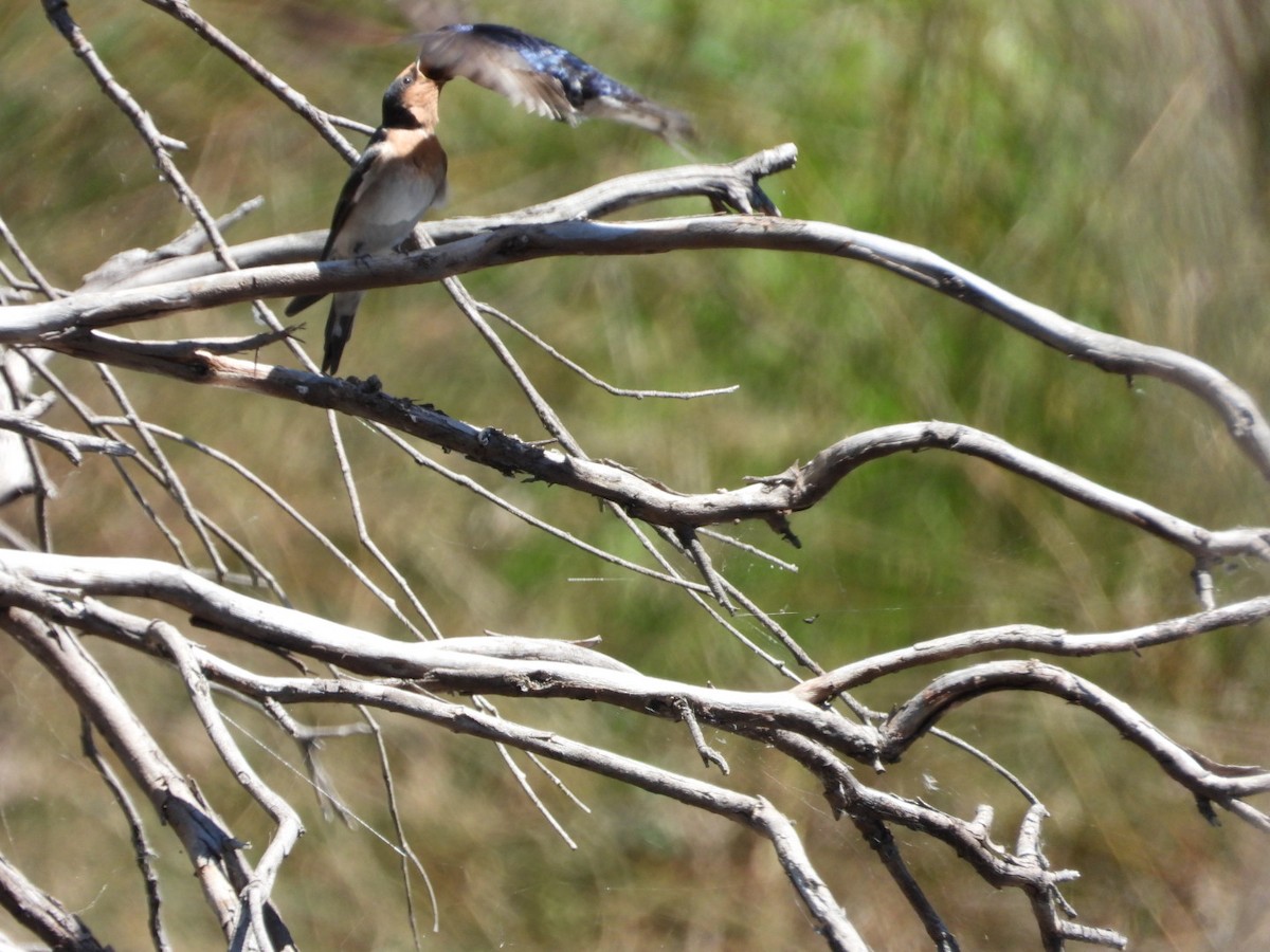 vlaštovka šedobřichá - ML644600286