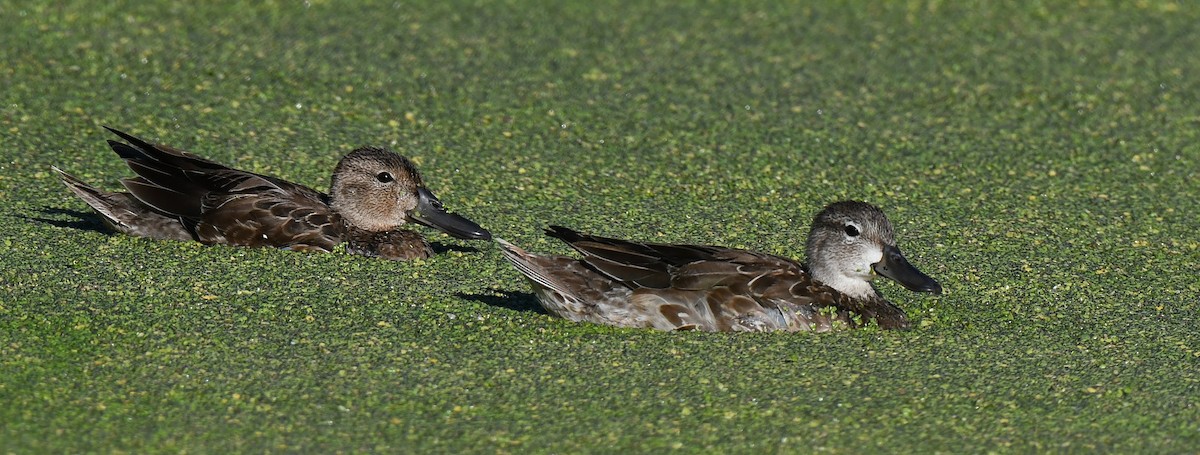 Blue-winged Teal - ML644600291