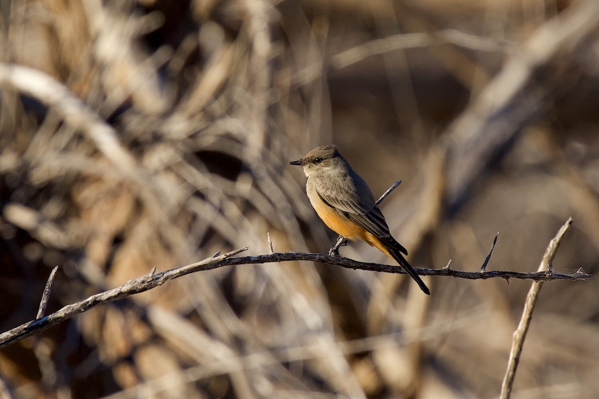 Say's Phoebe - ML644600294
