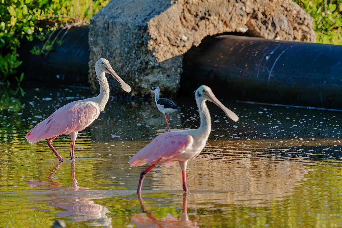 kolpík růžový - ML644600295