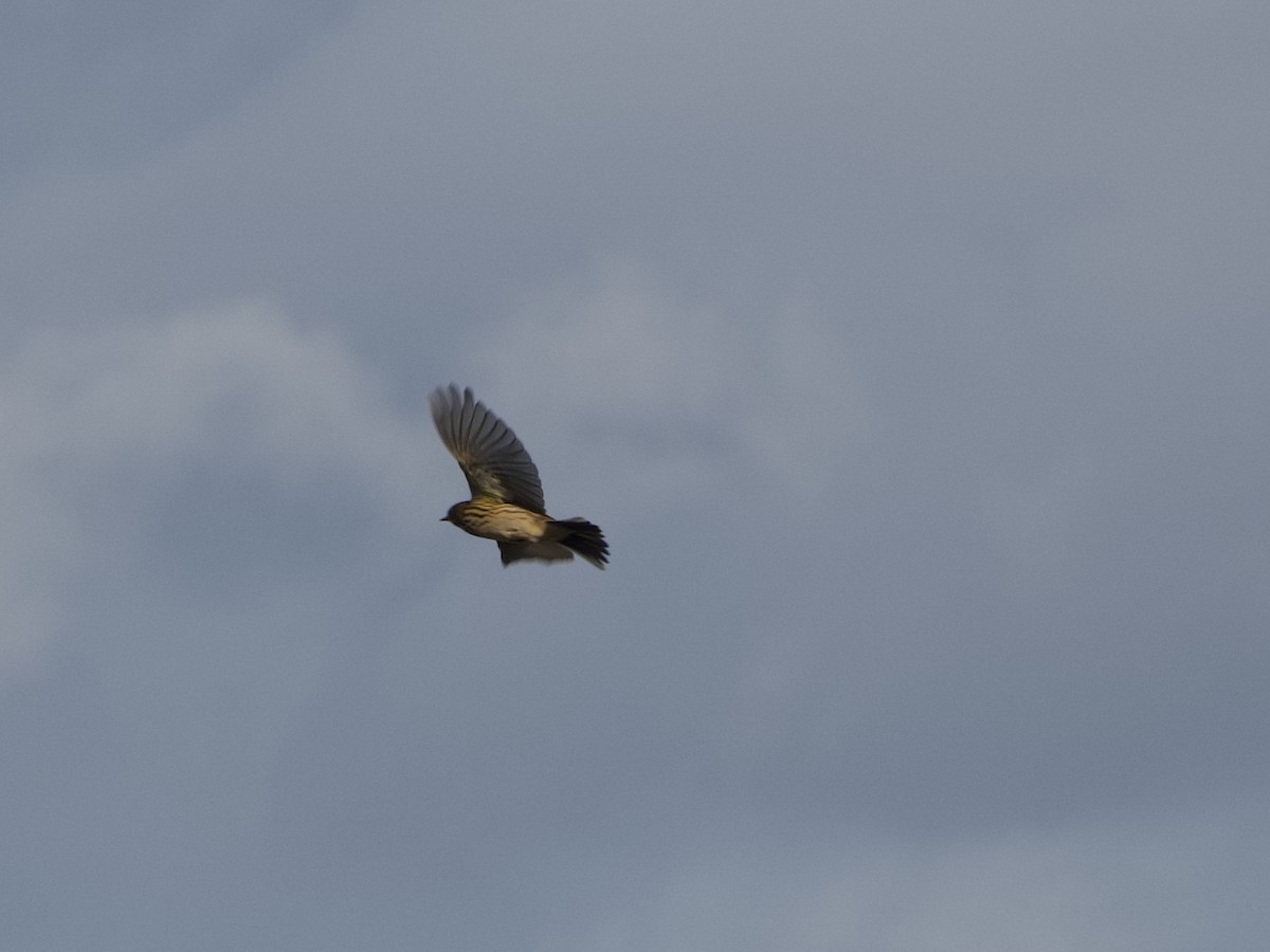 Negu-txirta - ML644600300