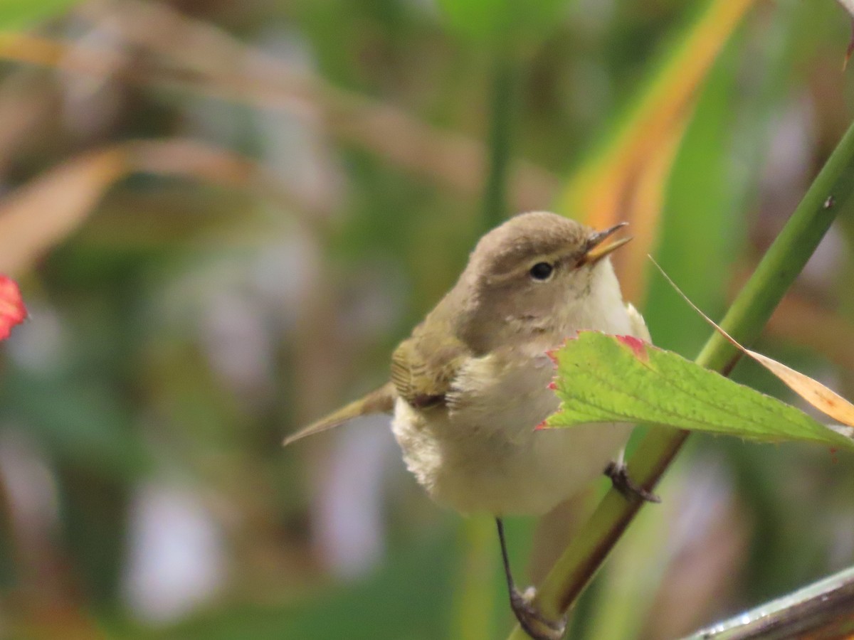 チフチャフ - ML644600301