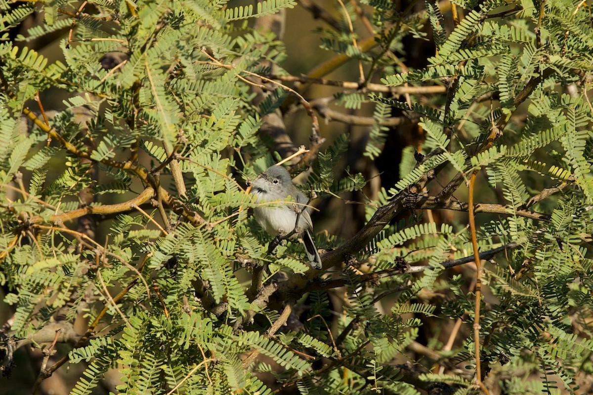 Black-tailed Gnatcatcher - ML644600303
