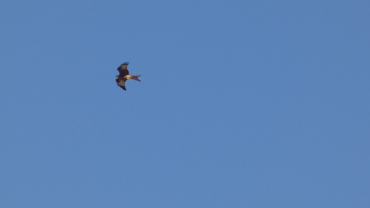 Red Kite - ML644600310