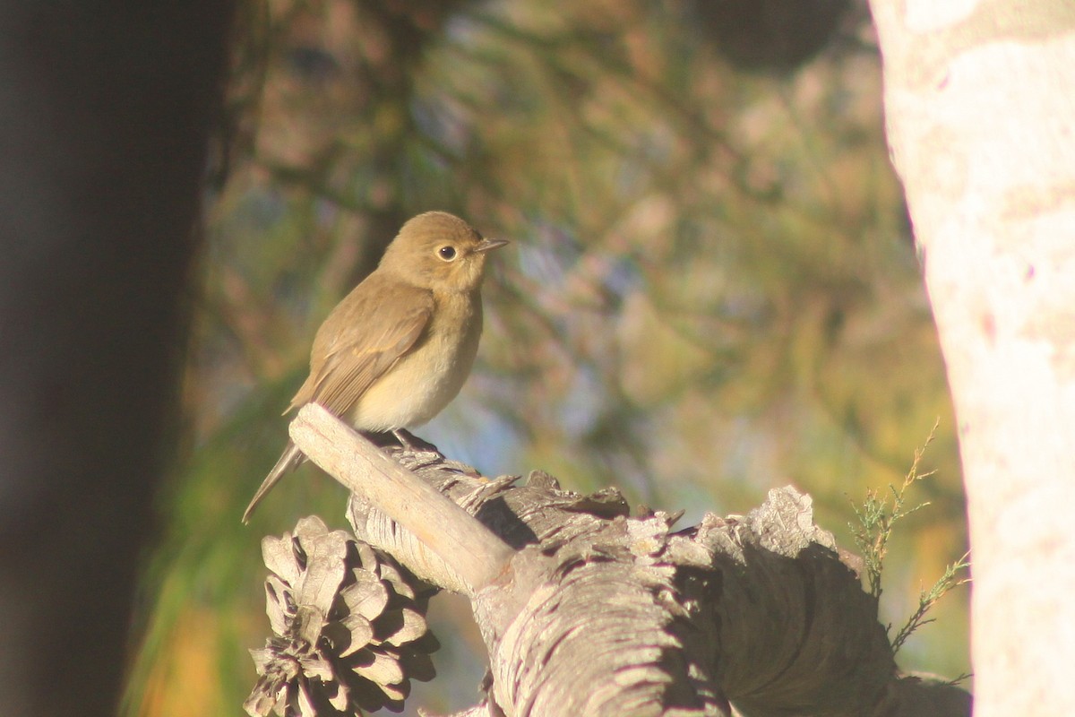 Red-breasted Flycatcher - ML644600317