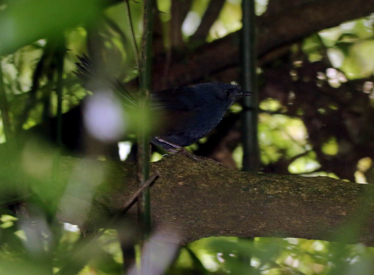 Сизый щетинколоб - ML644600318