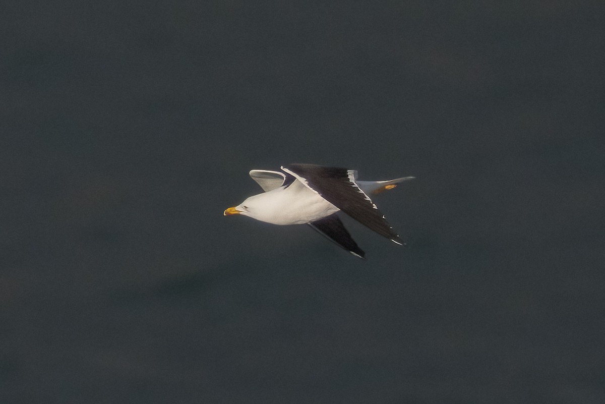 Lesser Black-backed Gull (fuscus) - ML644600322