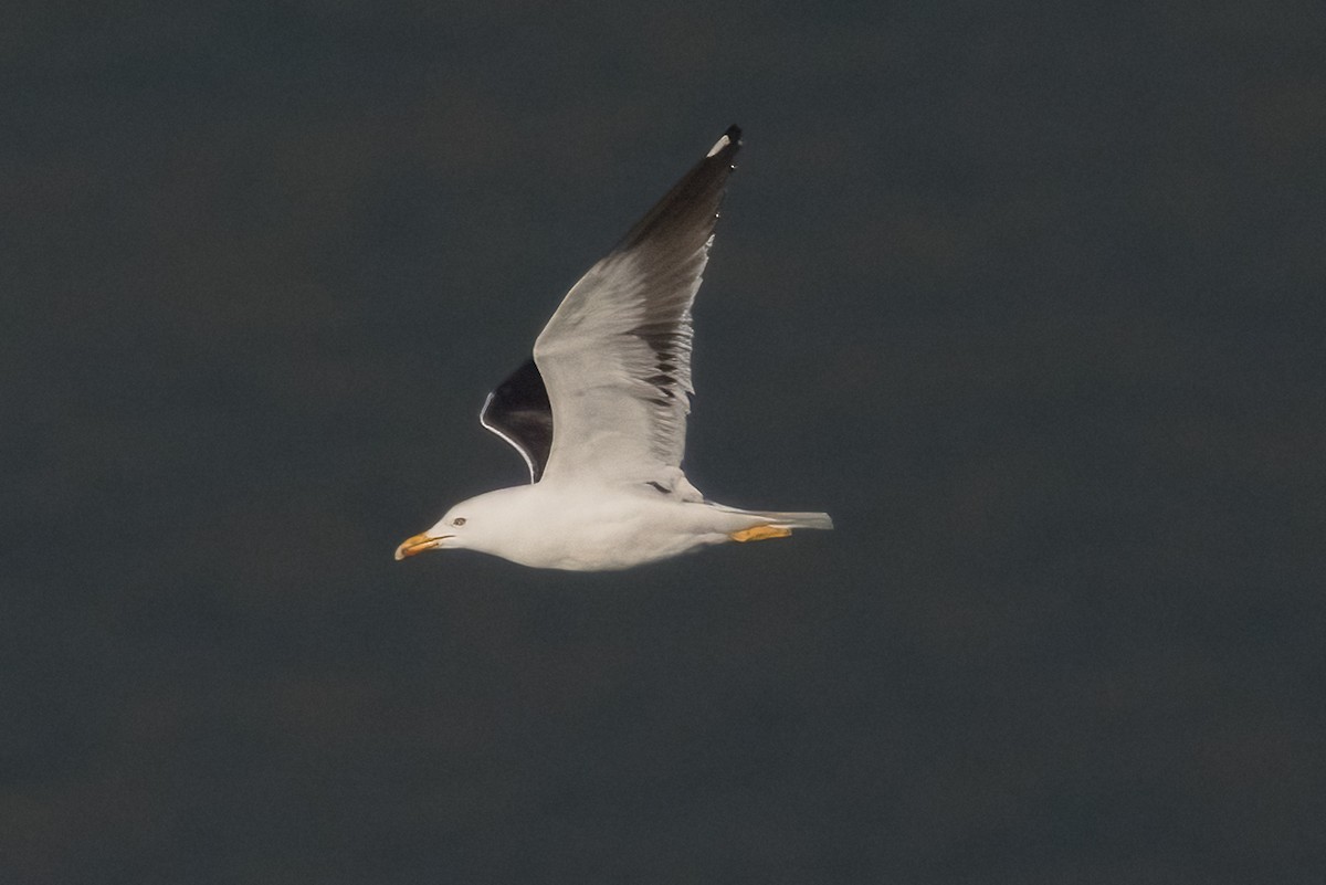Lesser Black-backed Gull (fuscus) - ML644600324