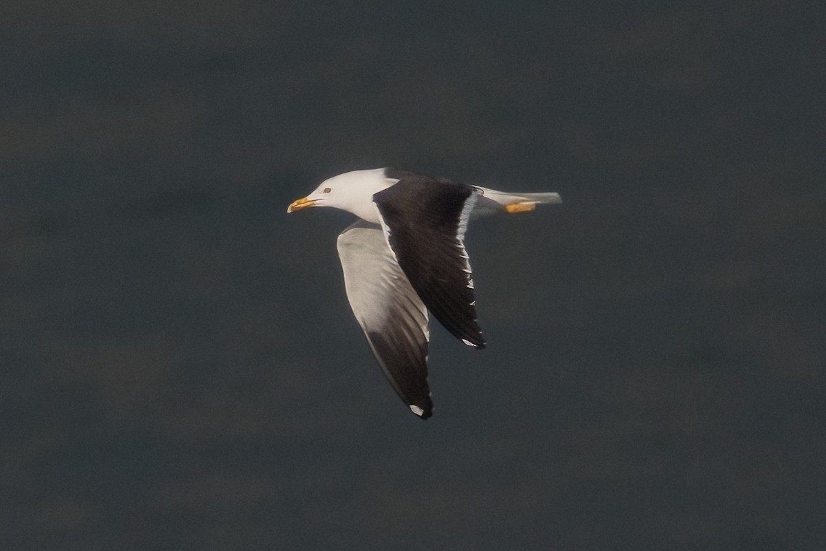 Heringsmöwe (Baltische) - ML644600325