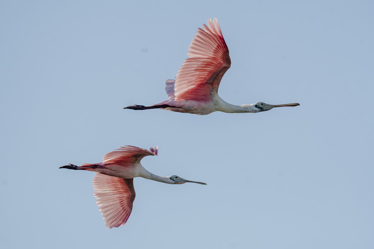 kolpík růžový - ML644600329