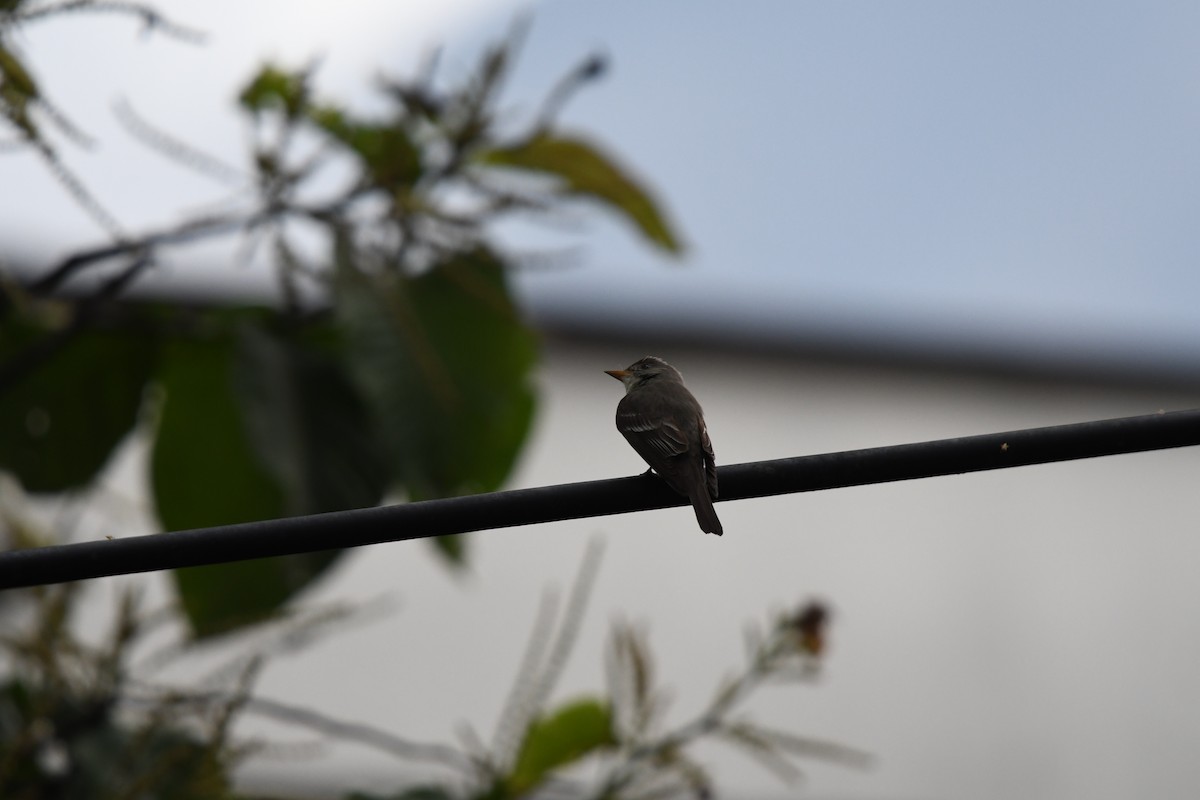 Піві-малюк оливковий - ML644600330