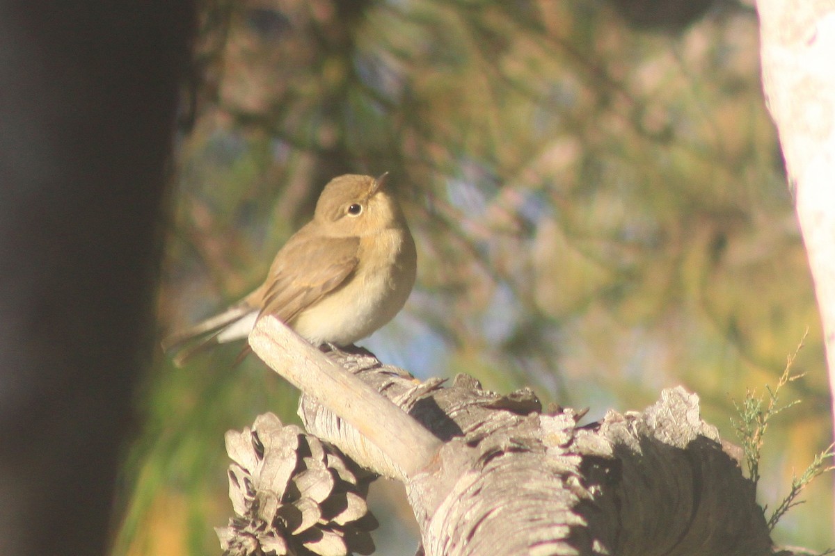 Red-breasted Flycatcher - ML644600332