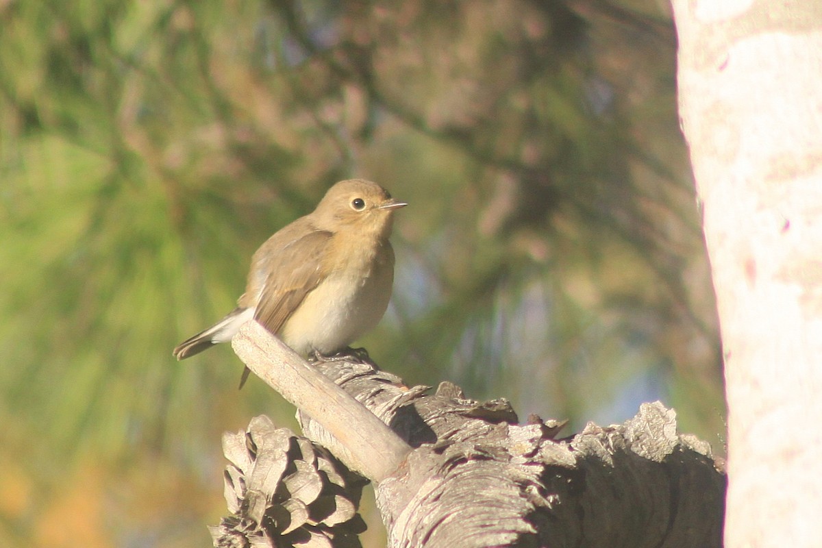 Red-breasted Flycatcher - ML644600341