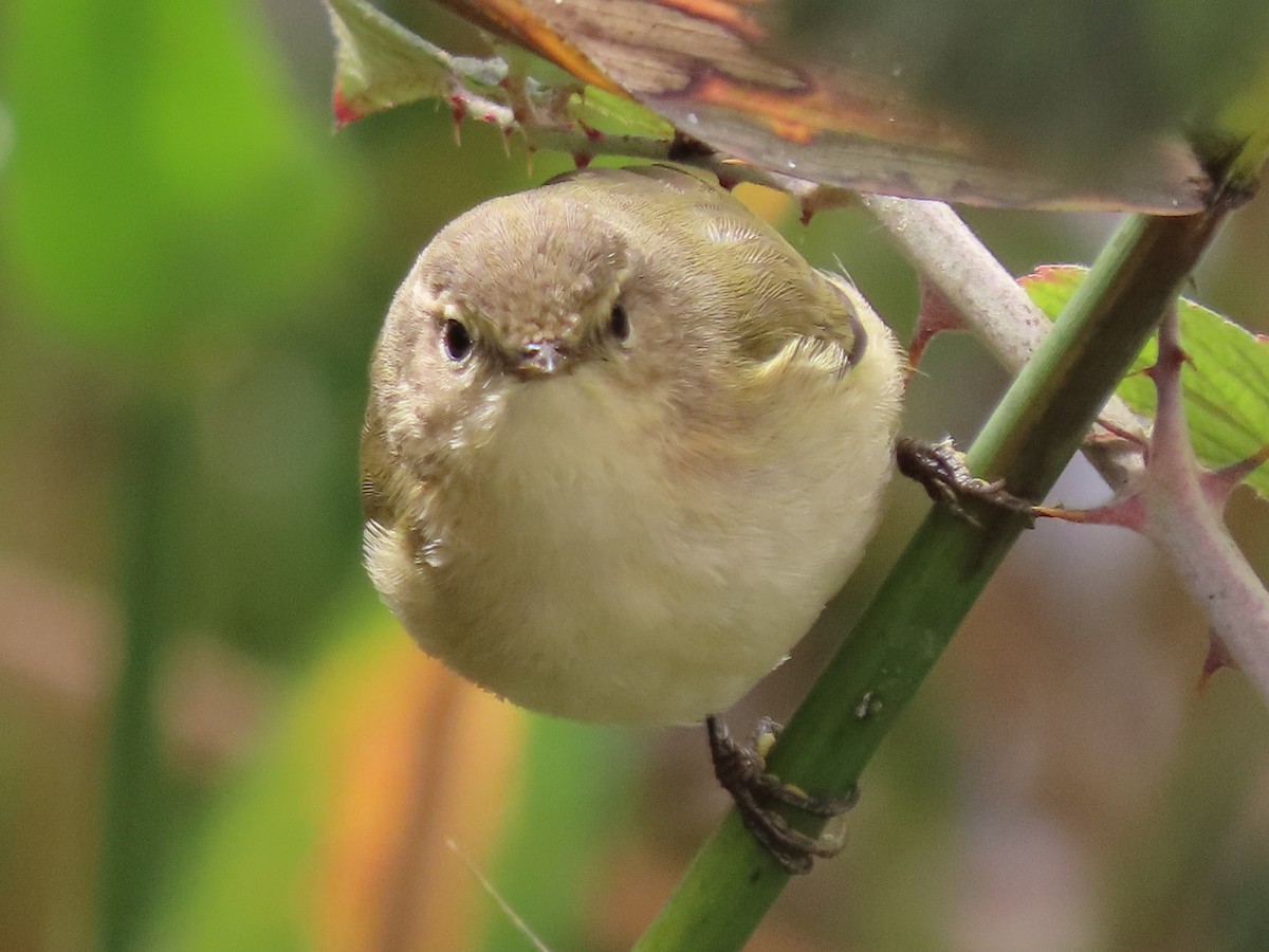 チフチャフ - ML644600347