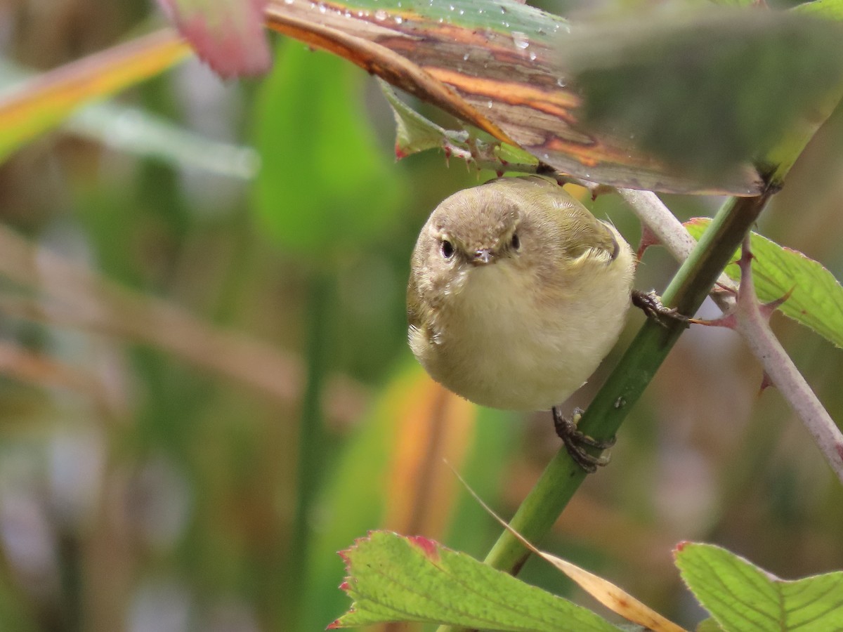 チフチャフ - ML644600348