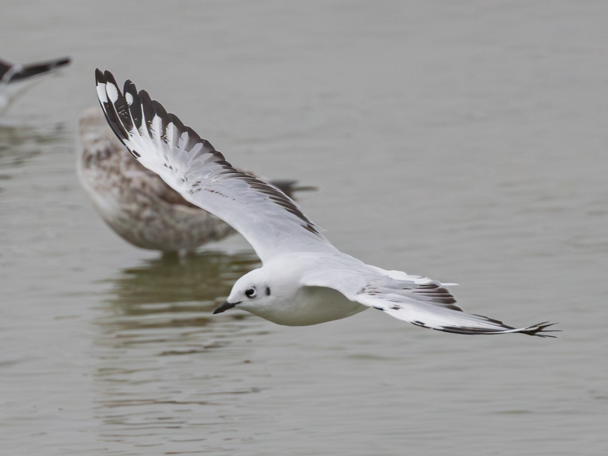 Andean Gull - ML644600350